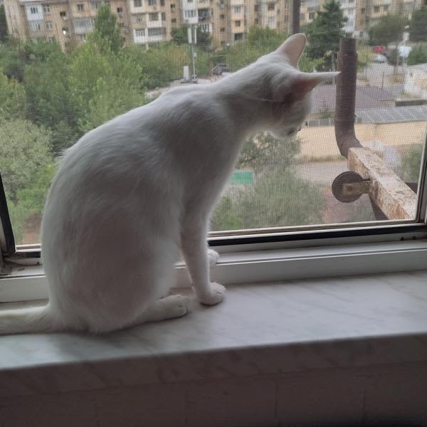 Картинка отзыва