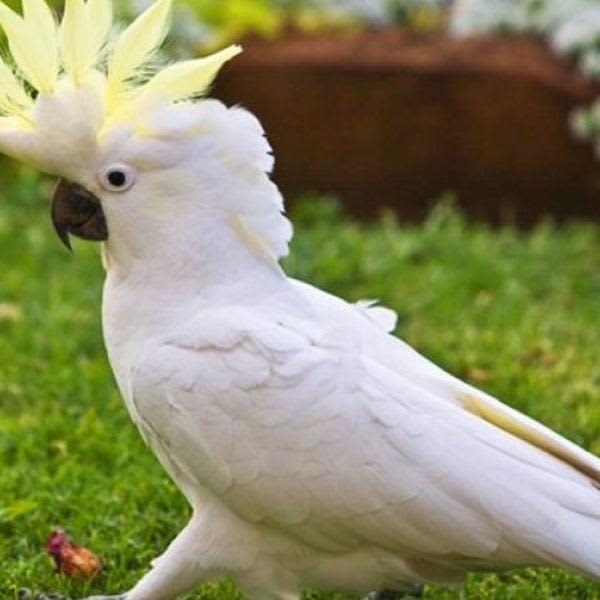 Картинка отзыва