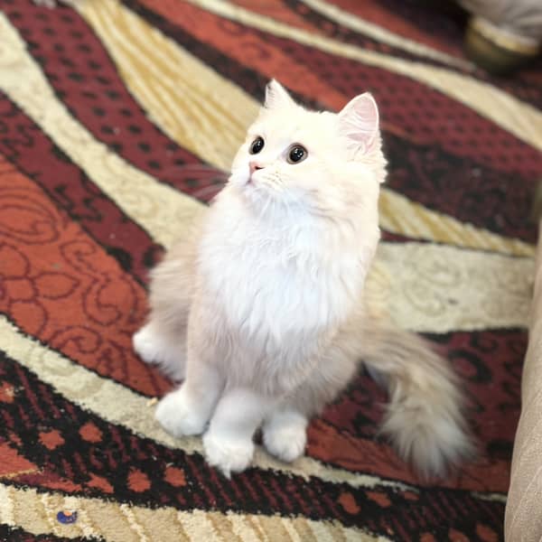 Картинка отзыва
